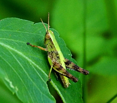 [Side view of a grasshopper with its head and antenna facing upward as it is perched on a leaf which is hanging at an angle. Its body is mostly green. Its legs have wide black stripes which run across the bent legs in several bands. The tips of its feet are also dark. The relatively short antenna are a light yellow.]